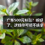 广东500元补贴?听好了,这钱你可能不该拿(图4) 广东500元补贴?听好了,这钱你可能不该拿(图4)